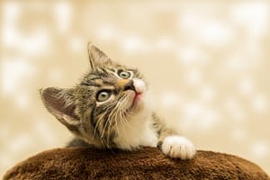 cercogatto